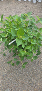 Hydrangea 'Invincibelle Sublime'