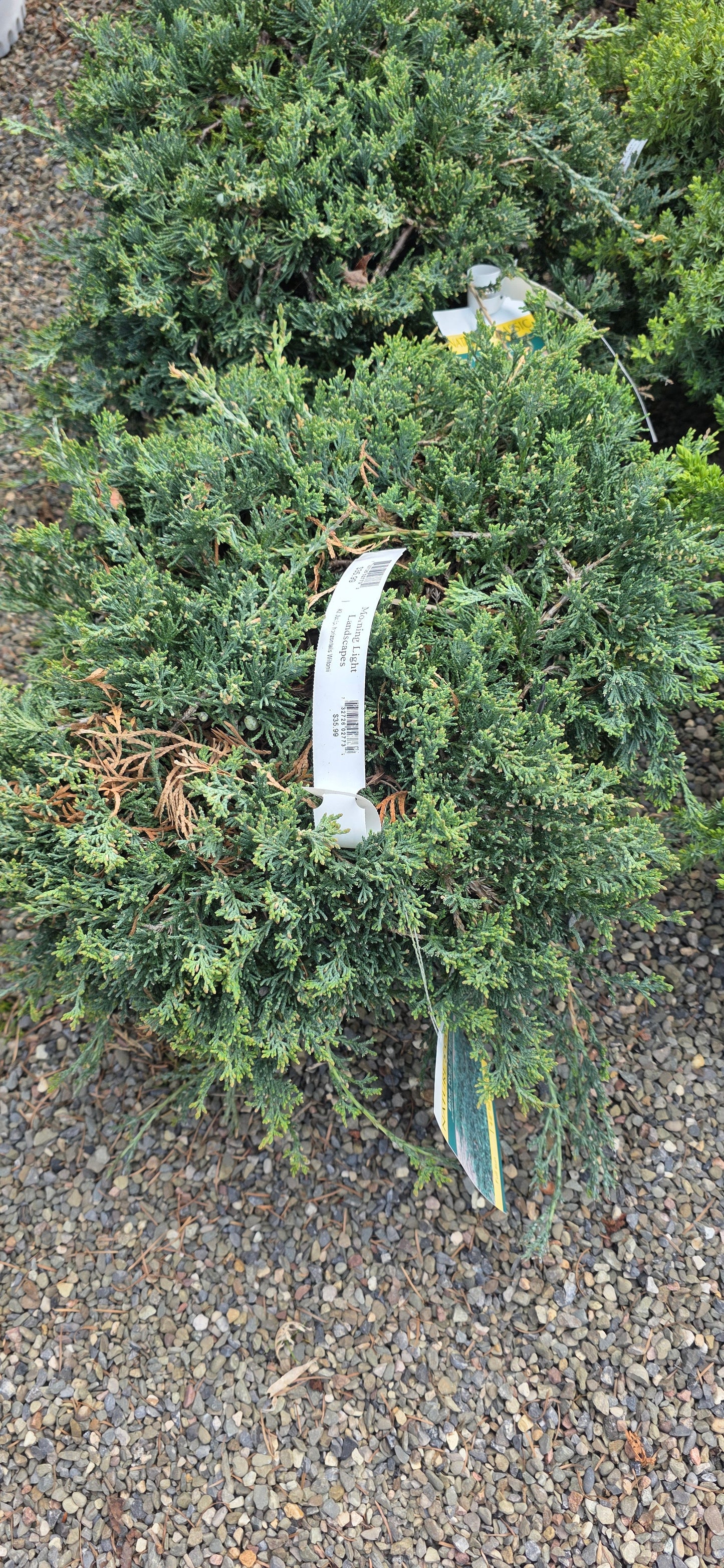 Juniper 'Blue Rug'