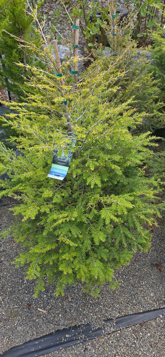 Canadian Hemlock
