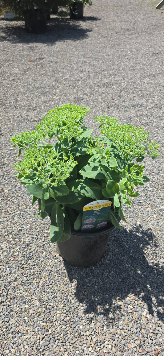 Sedum 'Brilliant'
