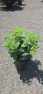 Sedum 'Brilliant'