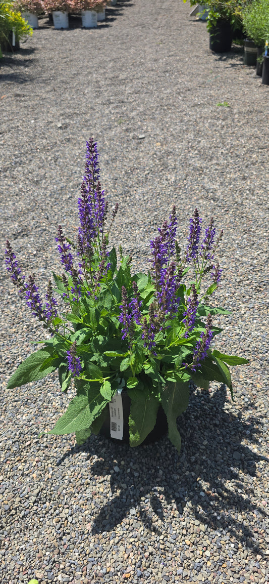 Salvia 'May Night'
