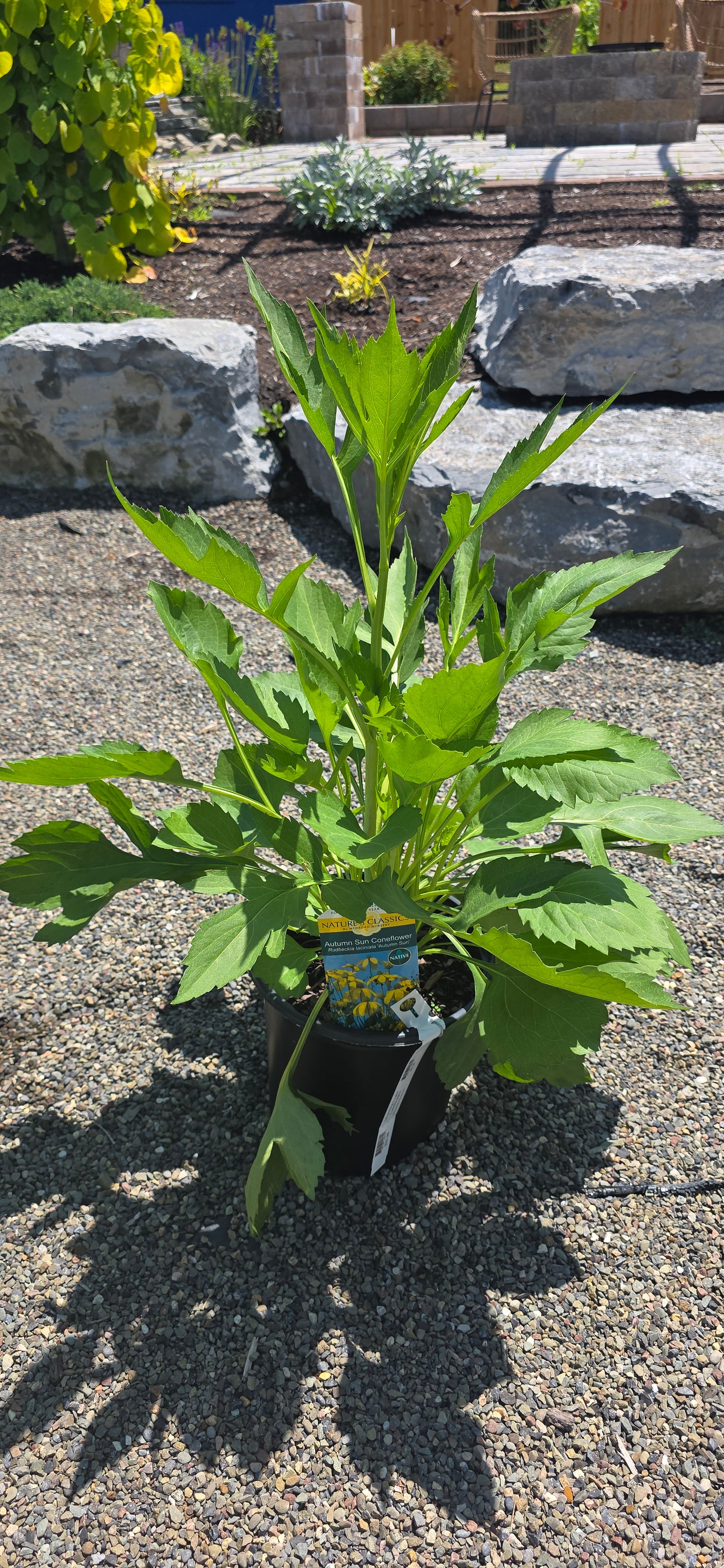 Black Eye Susan 'Autumn Sun'