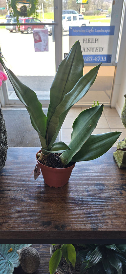 'Moonshine' Snake Plant