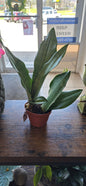 'Moonshine' Snake Plant