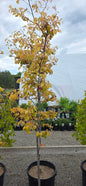 Redbud Hearts AFire