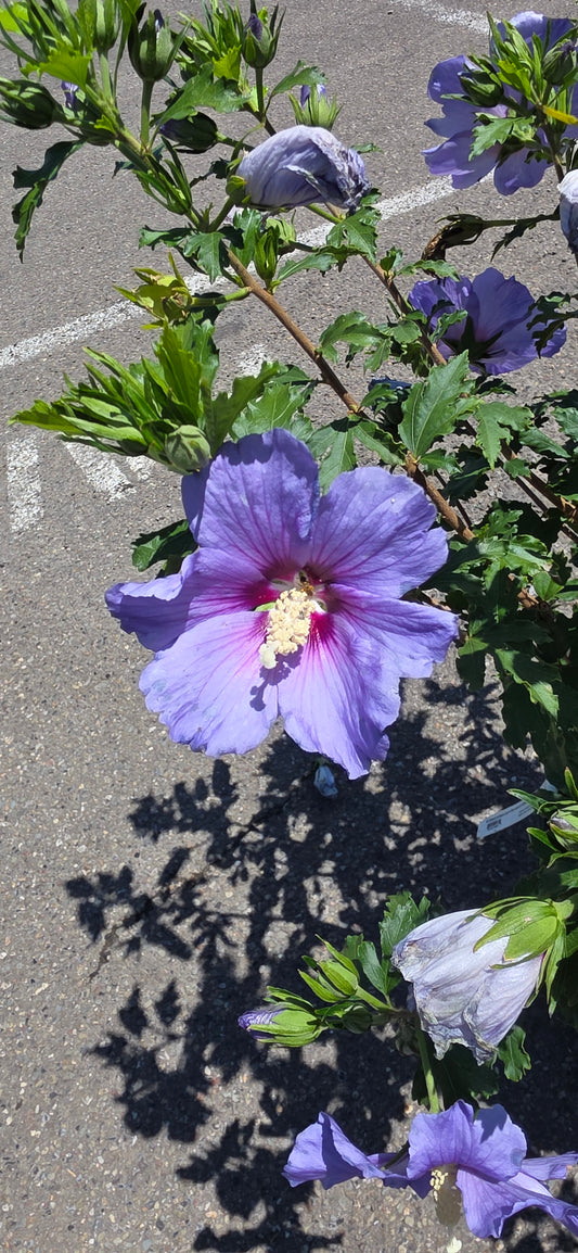 Rose of Sharon 'Blue Satin'