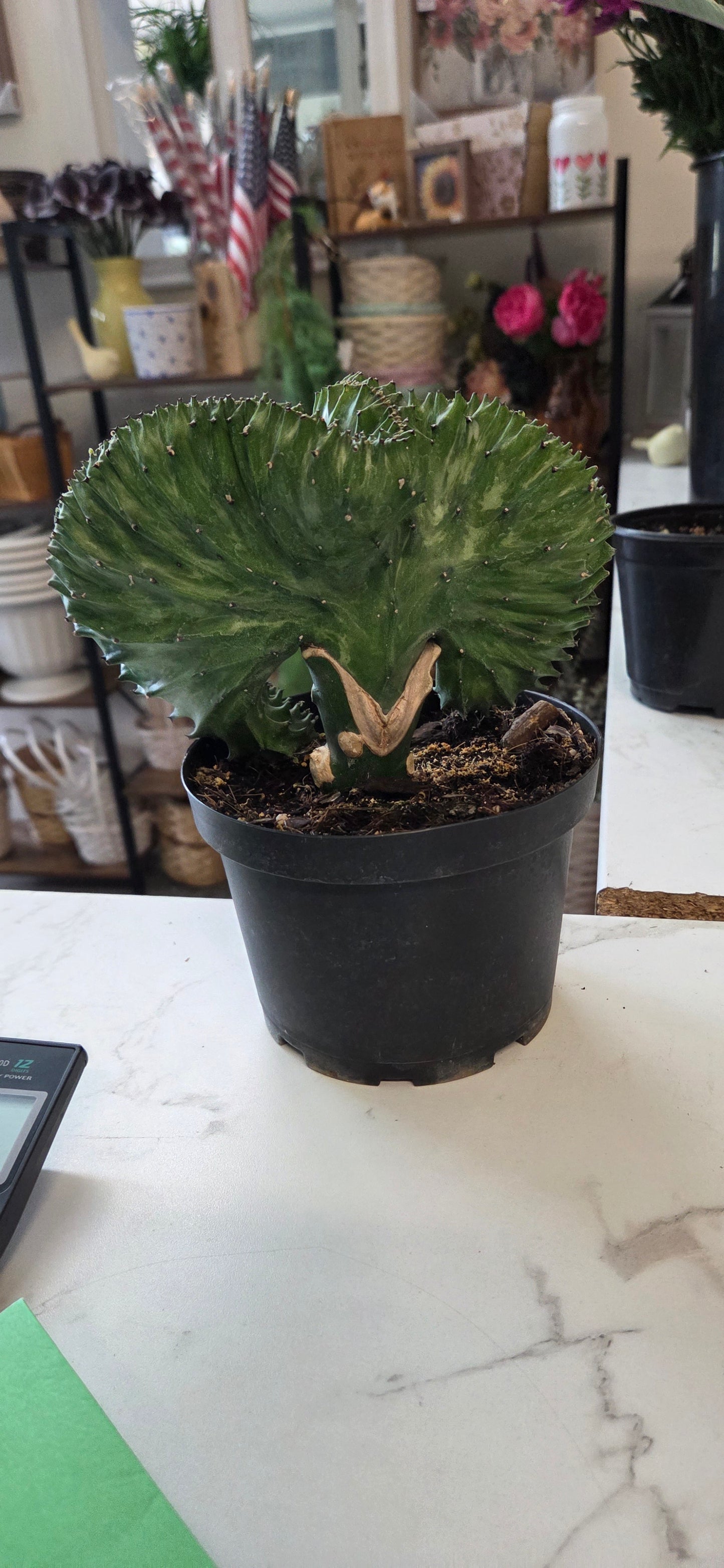 Coral Cactus