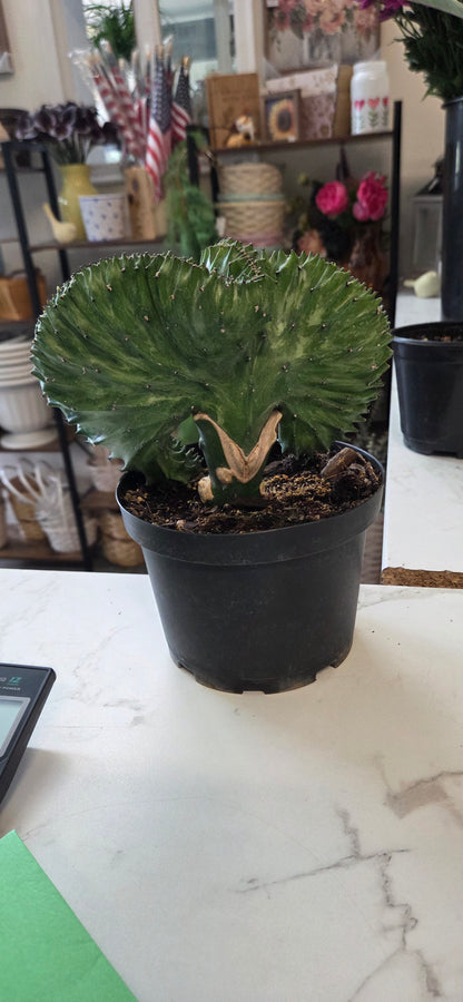 Coral Cactus