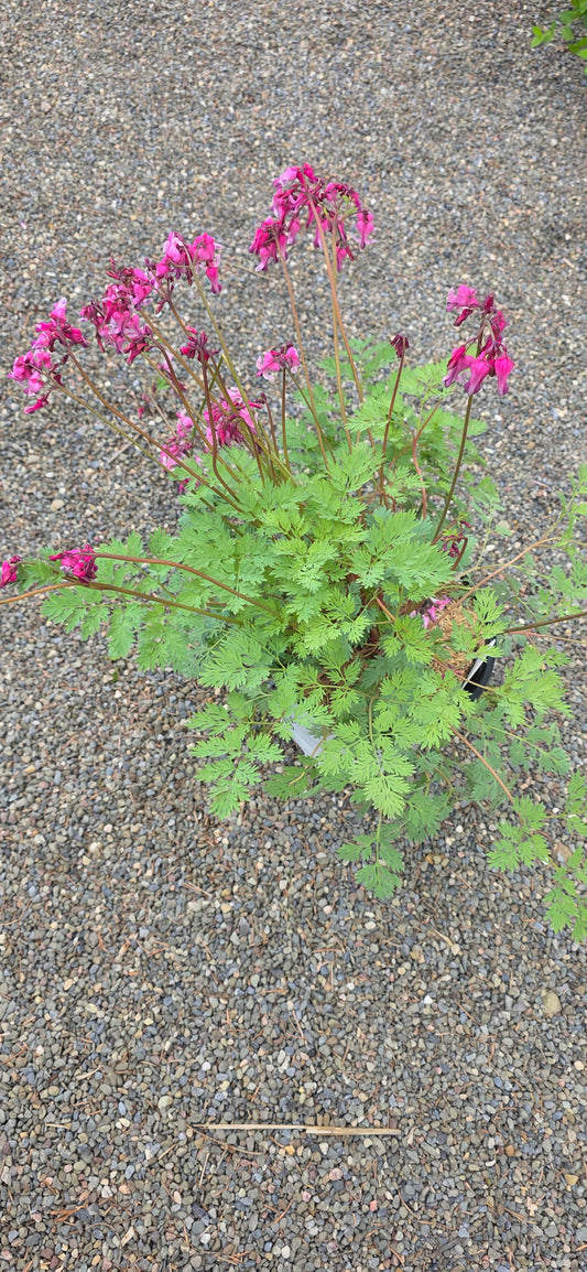 Bleeding Heart 'Pink Diamonds'