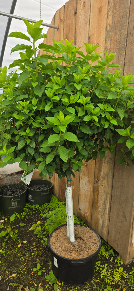 Hydrangea 'Limelight' Tree
