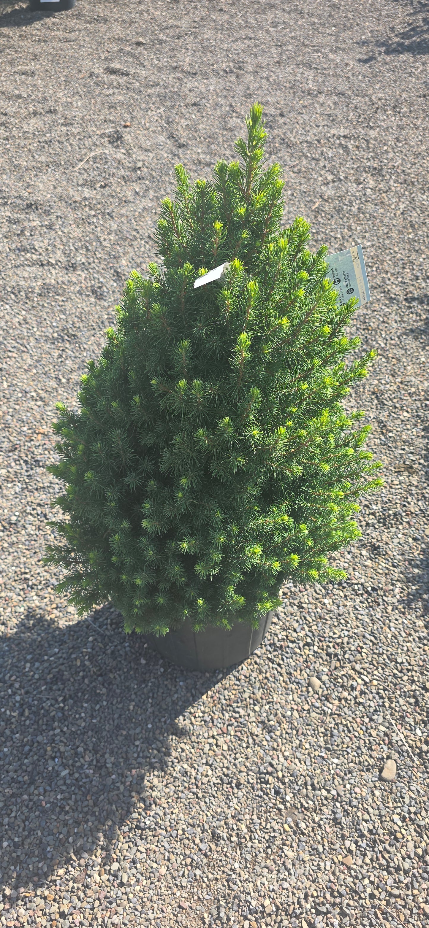 Dwarf Alberta Spruce