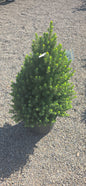 Dwarf Alberta Spruce