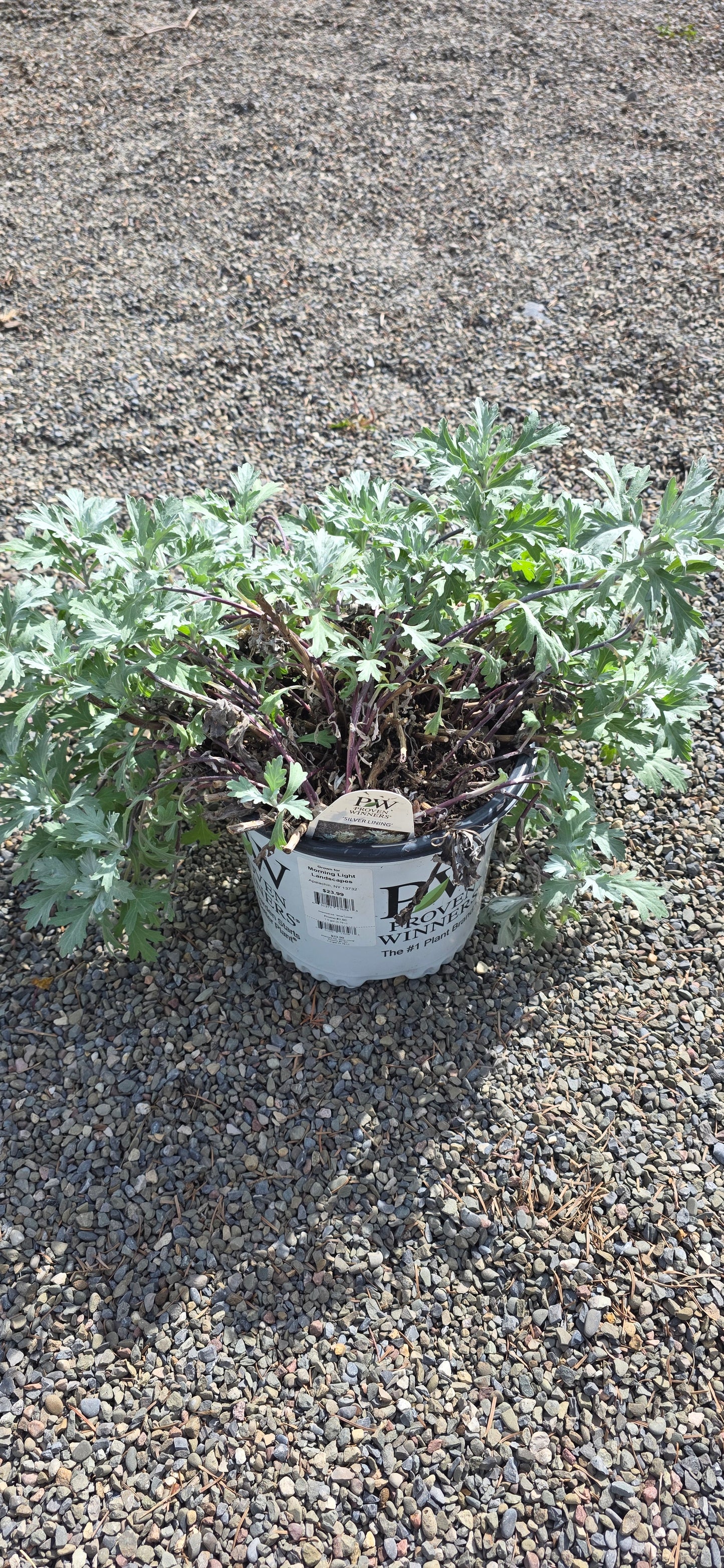 Aremisia 'silver Lining'
