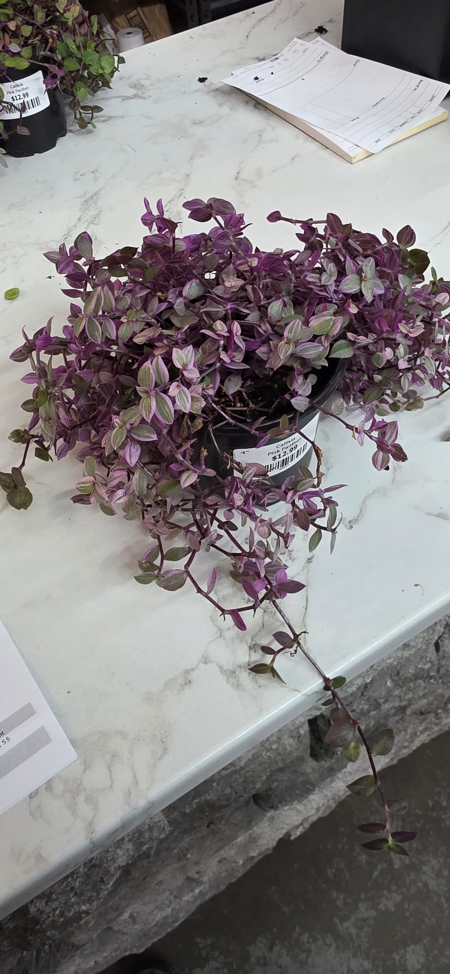 Callisia Pink Panther