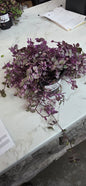 Callisia Pink Panther