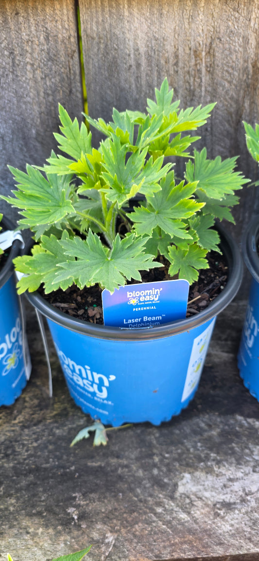 Delphinium 'Laser Beam'