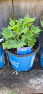 Delphinium 'Laser Beam'