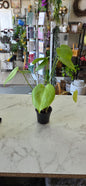 Split Leaf Monstera