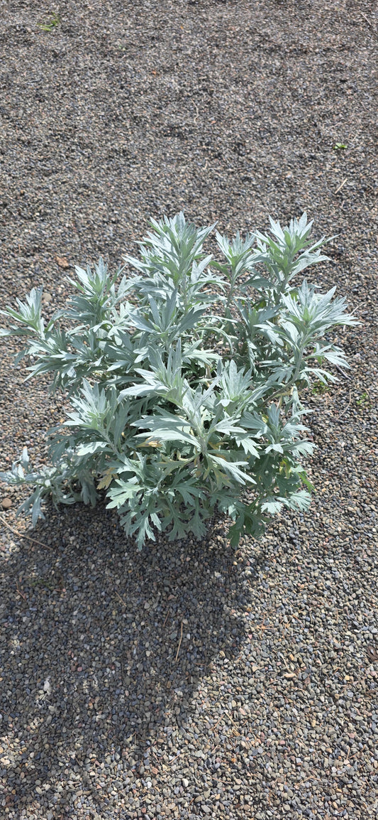 Aremisia 'silver Lining'