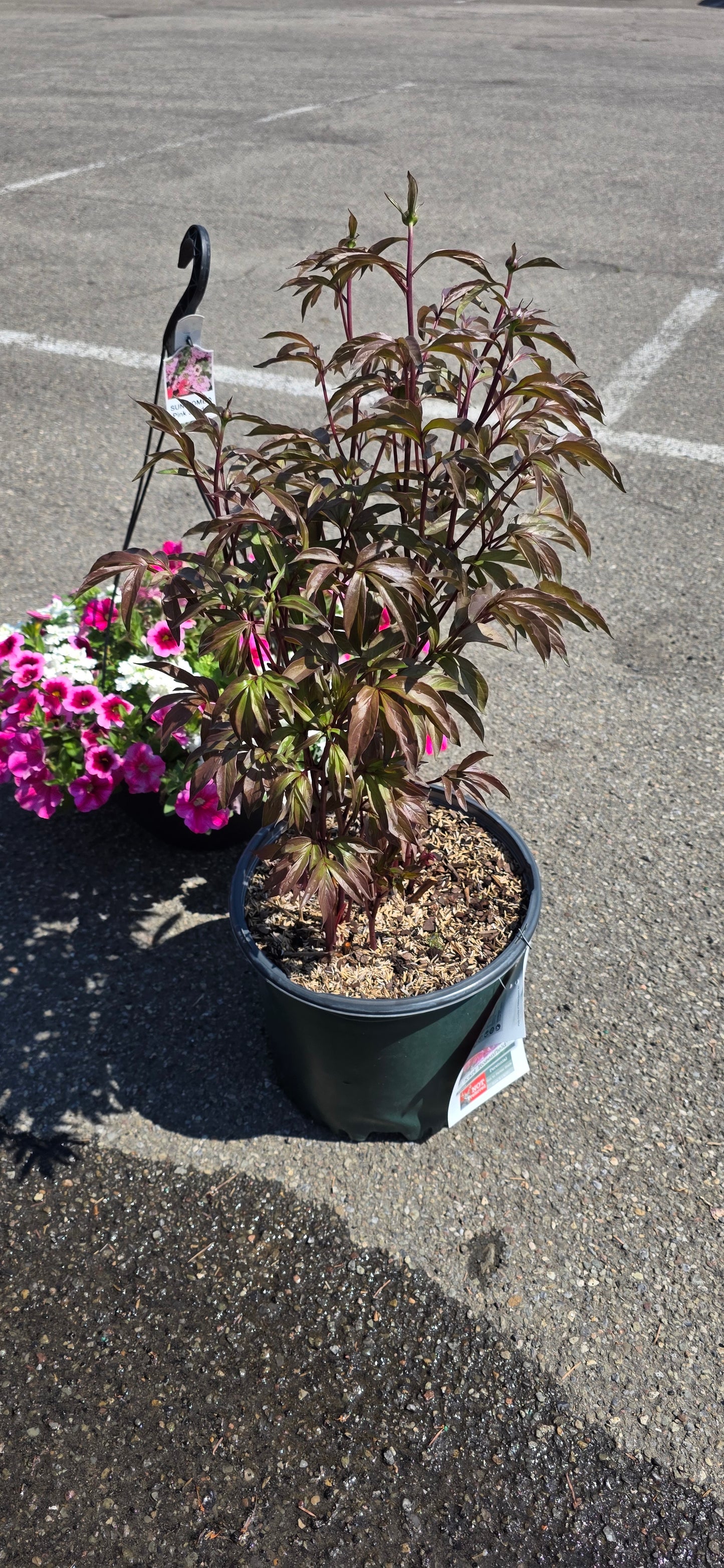 Peony 'Karl Rosenfeild'