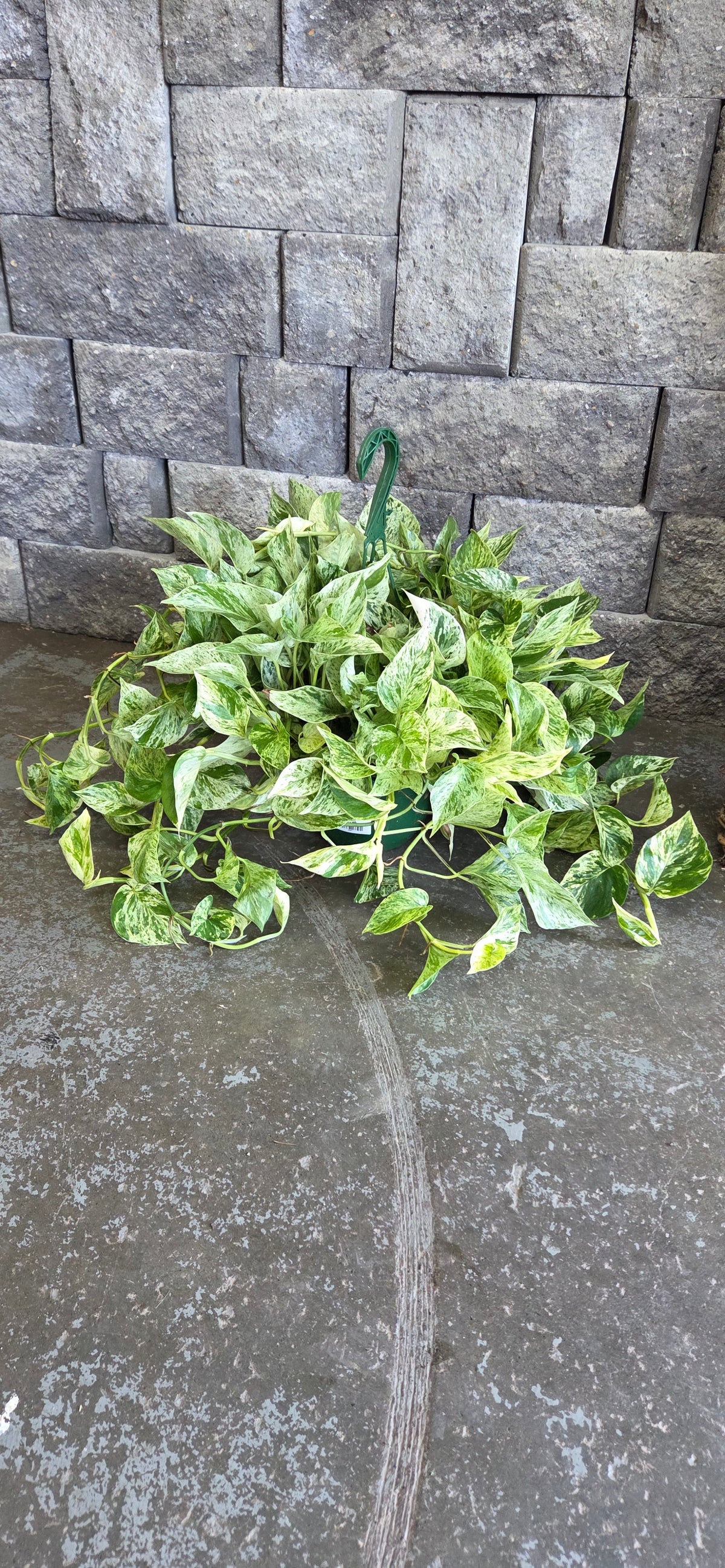 HB Marble Queen Pothos