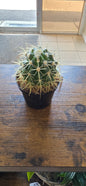 Assorted Cactus
