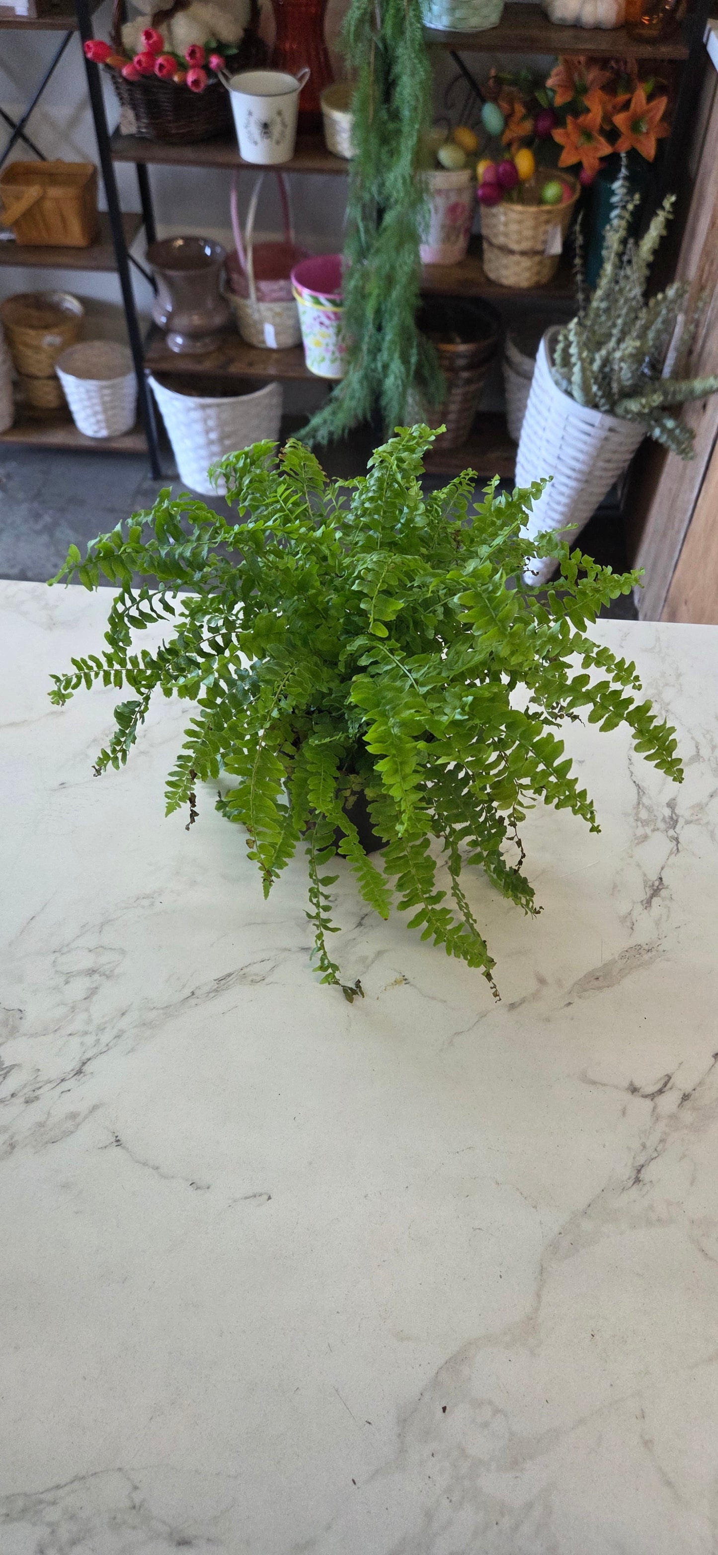 Boston Fern