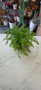 Boston Fern