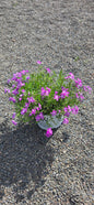 Phlox Spring Bling 'Rose Quartz'