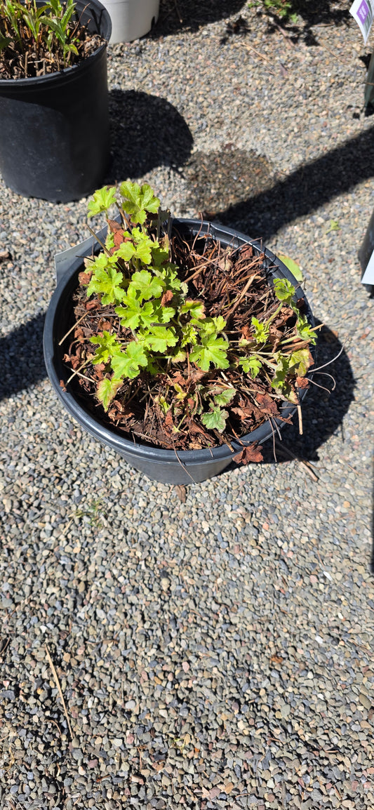 Coral Bells 'Berry Timeless'