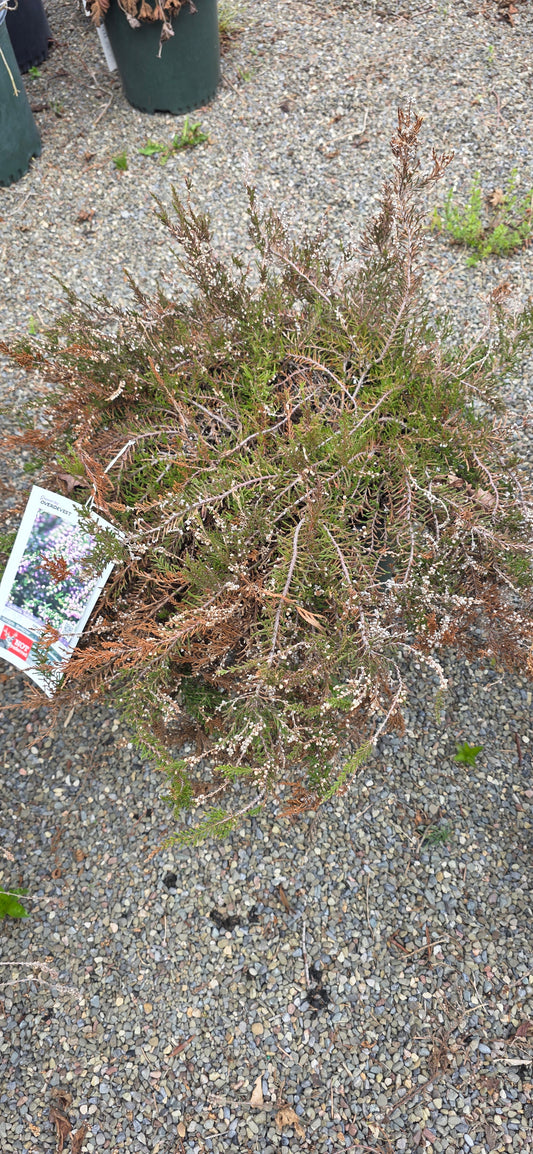Scotoch Heather 'Tib'