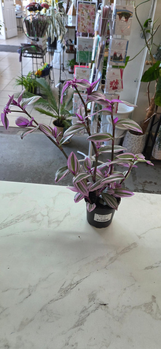 Wandering Jew Bubblegum