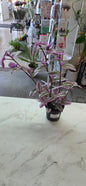 Wandering Jew Bubblegum