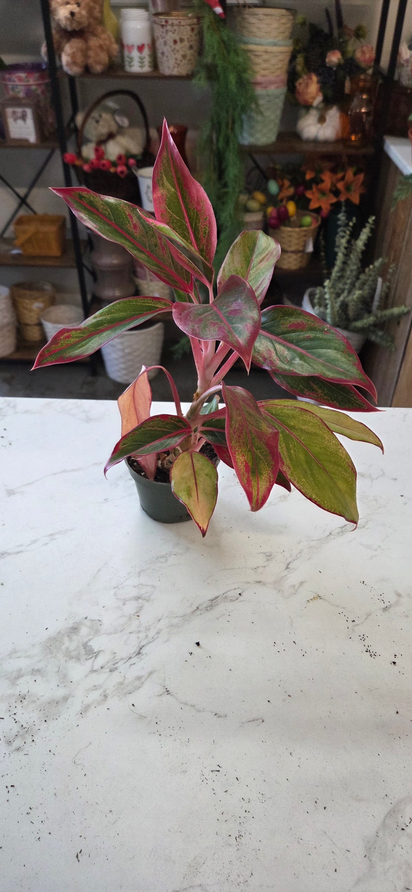 Aglaonema, Reds & Pinks