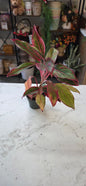 Aglaonema, Reds & Pinks