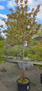 Red Maple 'Redpointe'