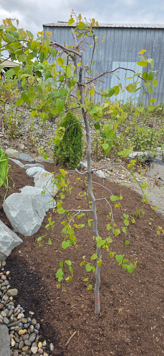 Redbud Lavender Twist