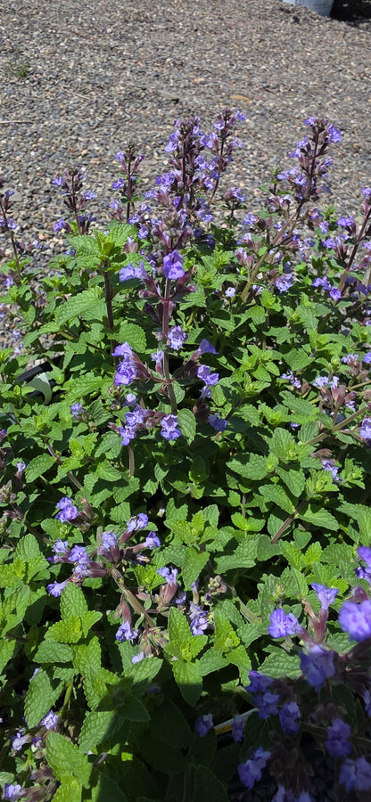 Catmint 'Perrsian Blue'