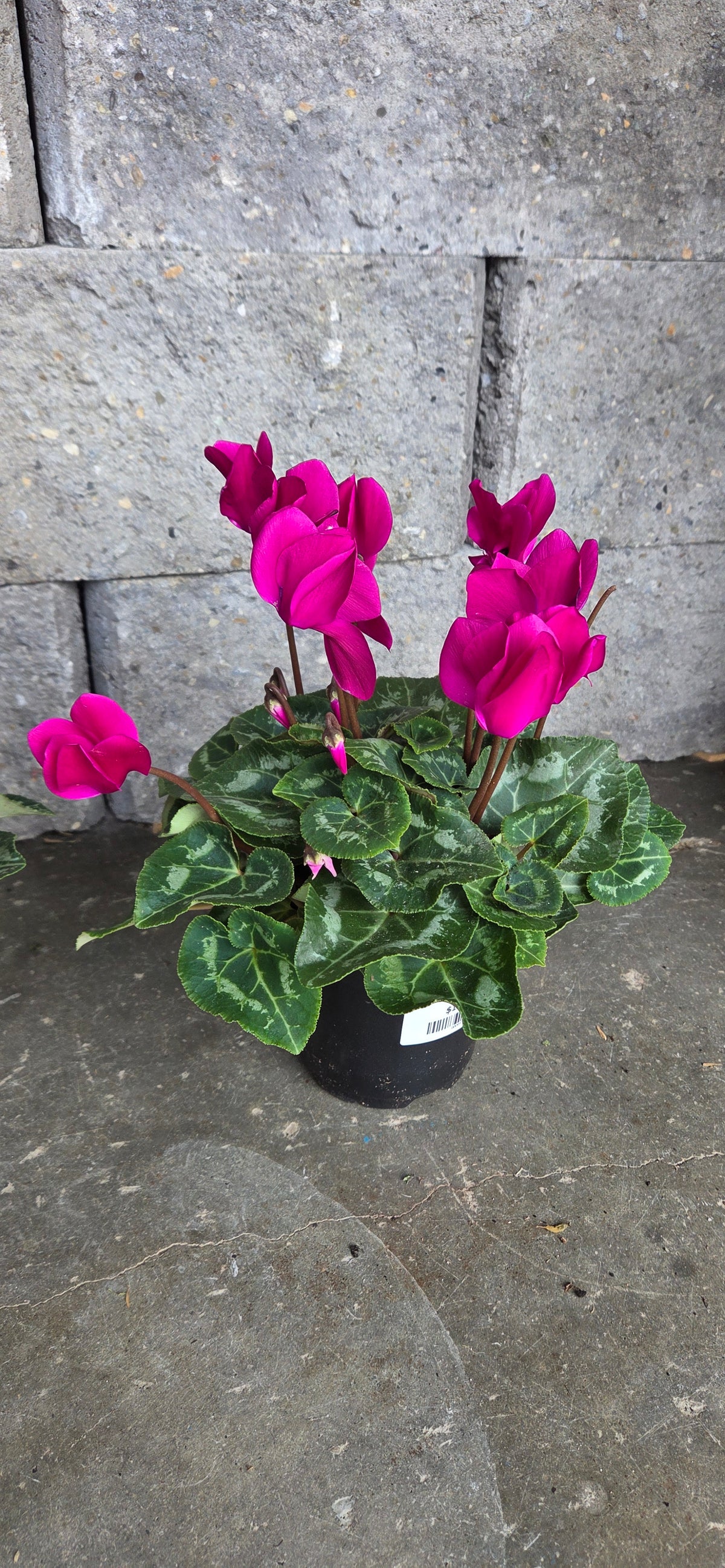 Assorted Cyclamen Mini