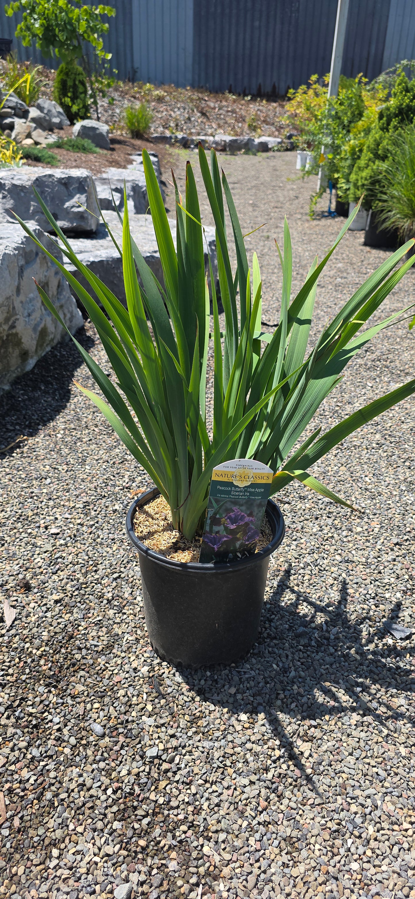 Iris 'Peacock Butterfly Miss Apple'