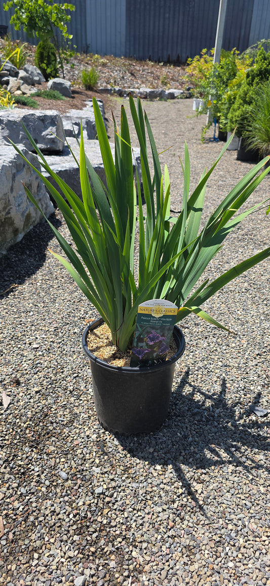 Iris 'Peacock Butterfly Miss Apple'