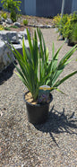 Iris 'Peacock Butterfly Miss Apple'