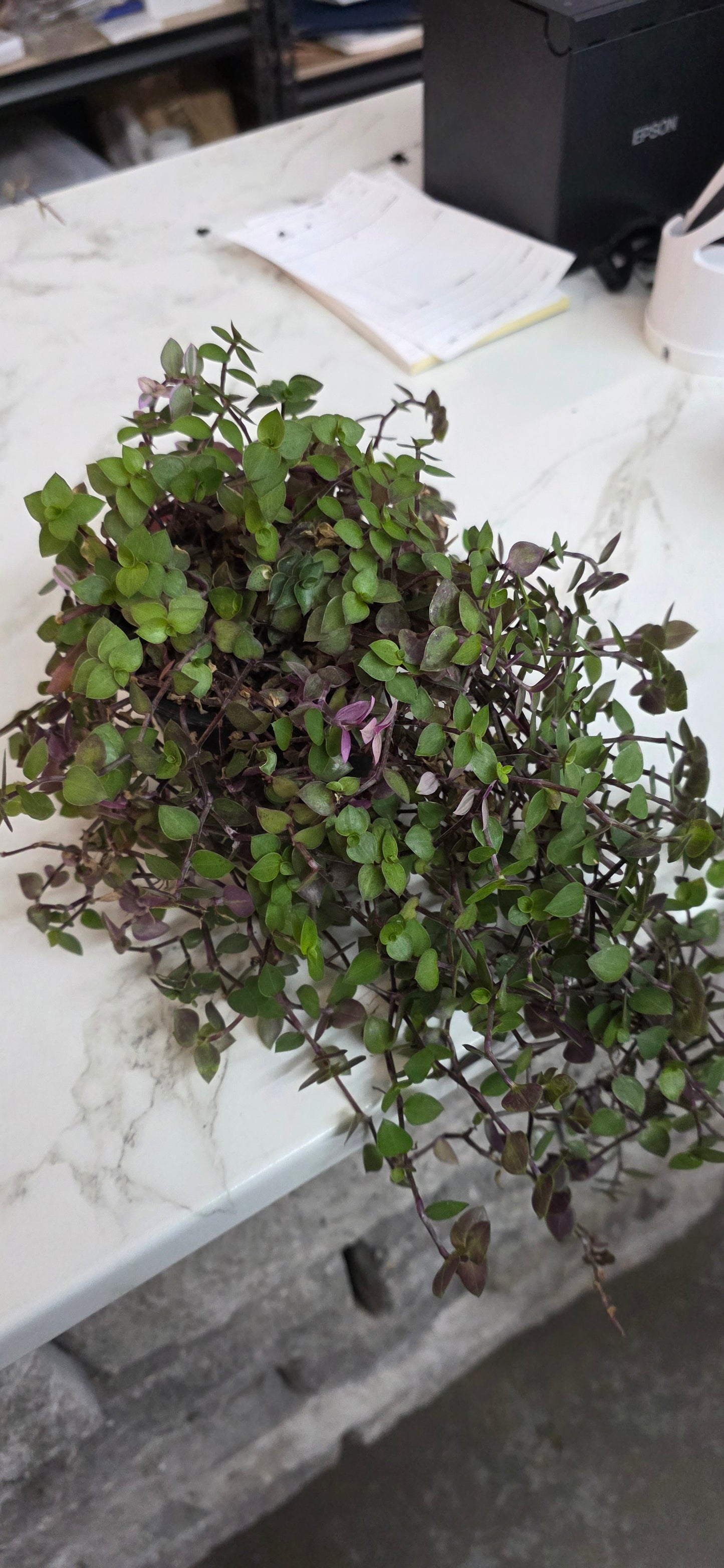 Callisia Pink Panther