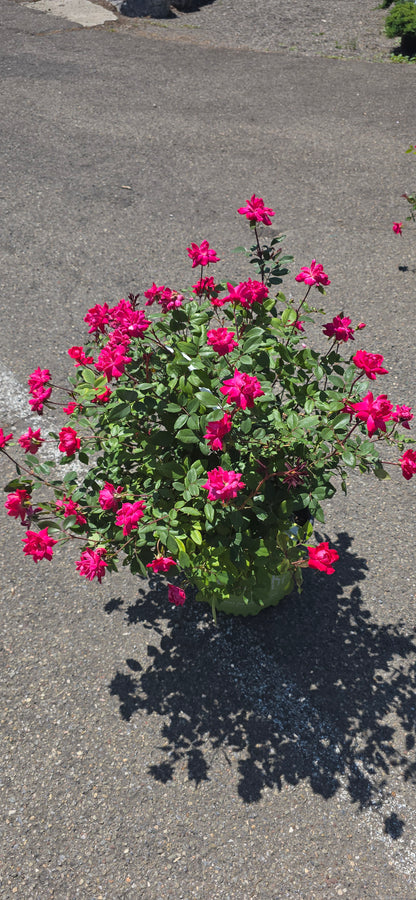 Rose 'Double Knock Out'