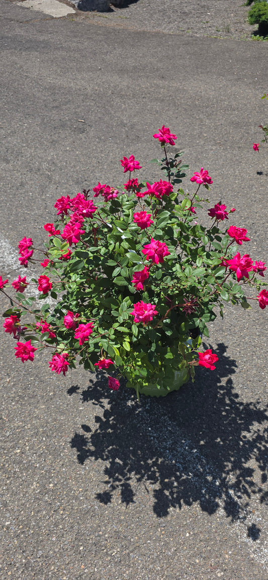 Rose 'Double Knock Out'