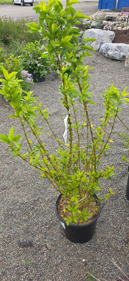 Forsythia 'Lynwood'