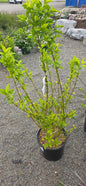 Forsythia 'Lynwood'