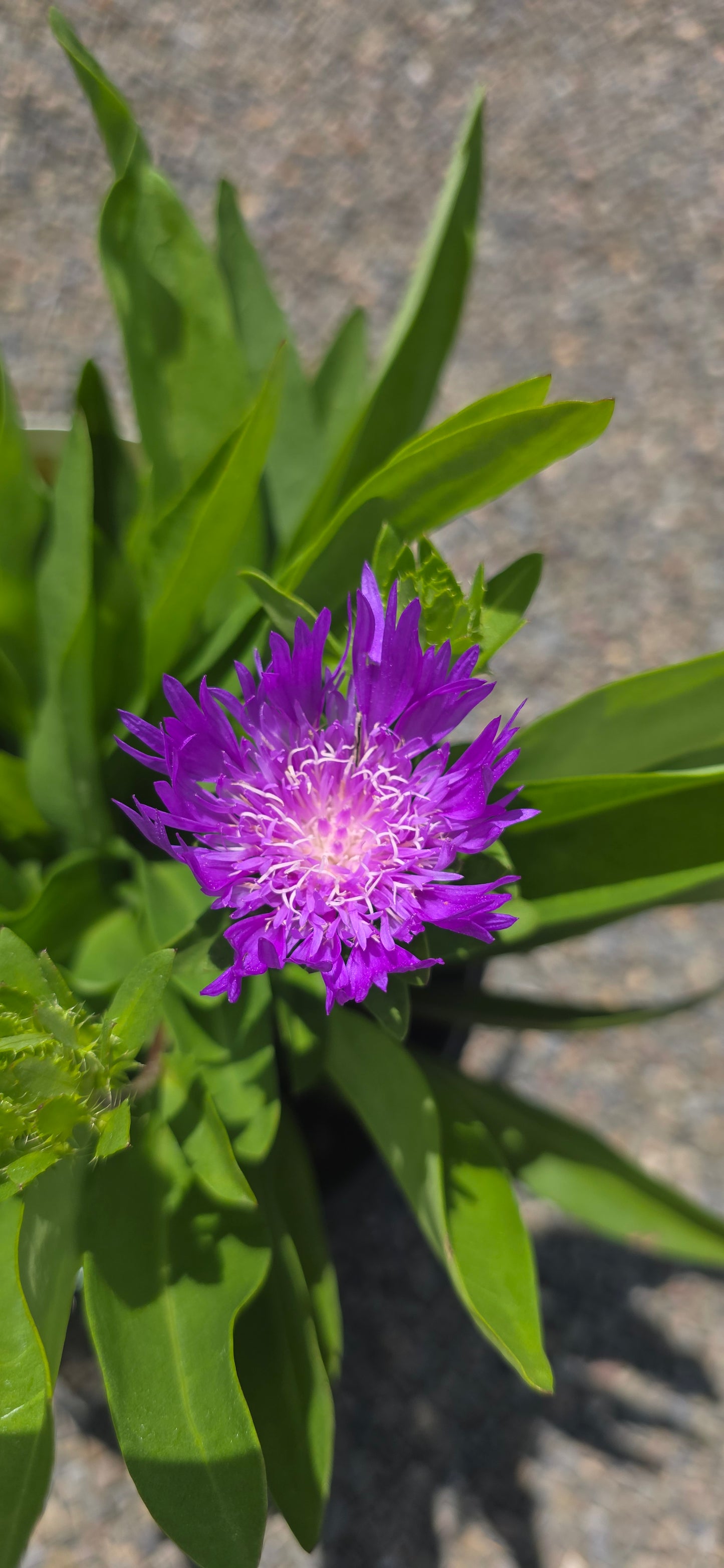 Aster 'Honeysong Purple'