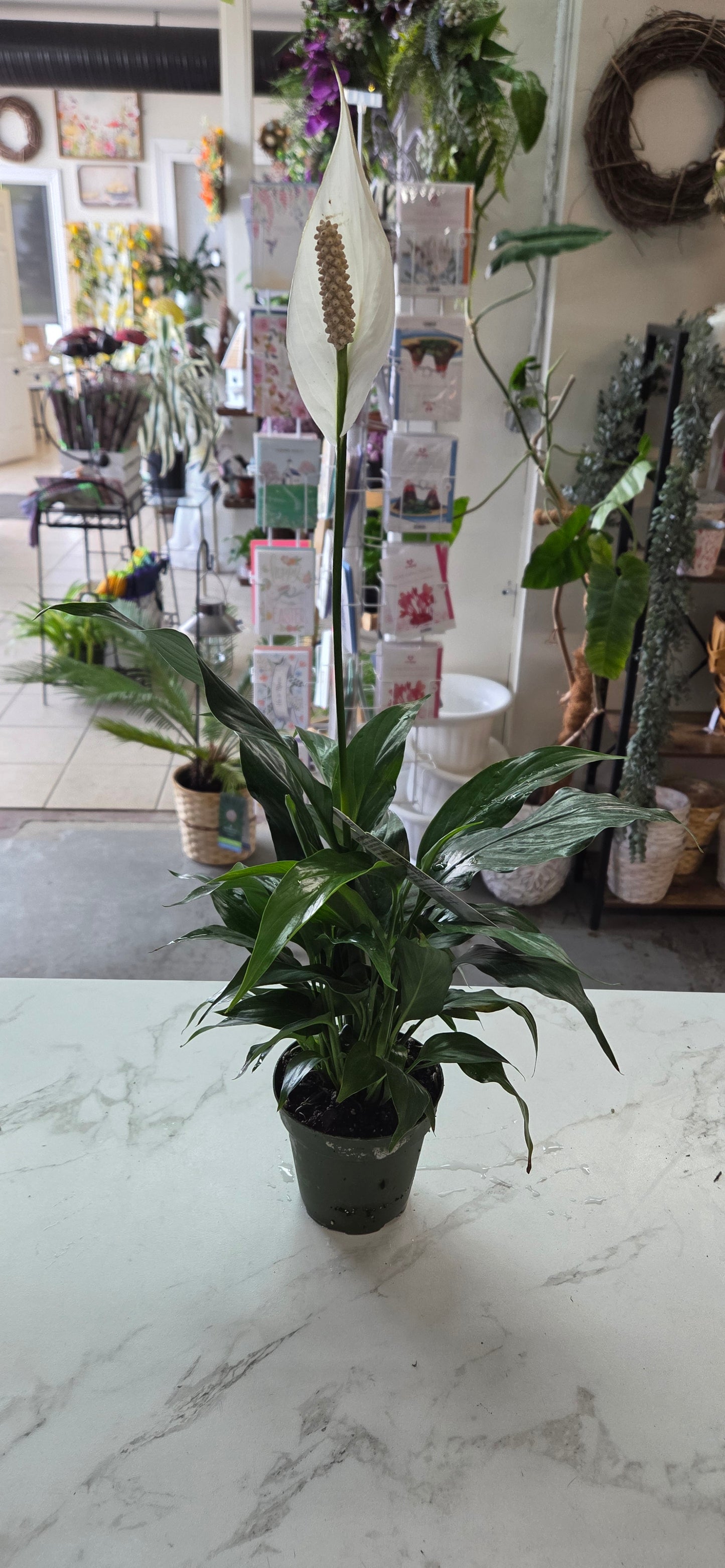 4" Peace Lily